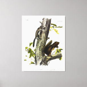 Fremont's Squirrel, Sooty Squirrel, by Audubon Canvas Print