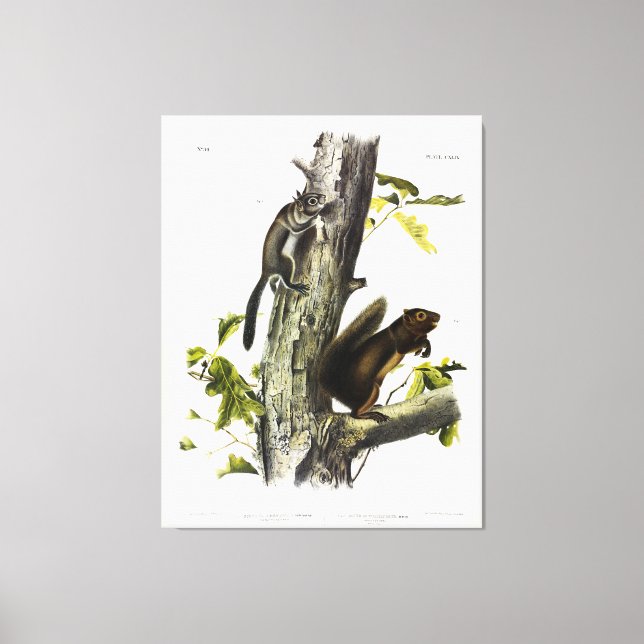 Fremont's Squirrel, Sooty Squirrel, by Audubon Canvas Print (Front)