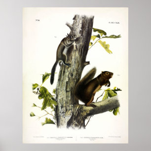 Fremont's Squirrel, Sooty Squirrel, by Audubon Poster