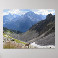 French Alps Chamonix Ibex