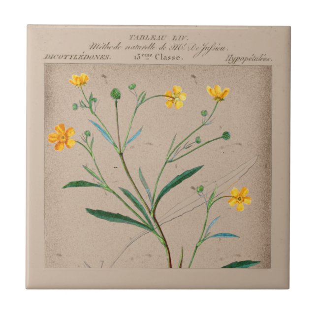 French Botanical Buttercup Illustration Tile (Front)