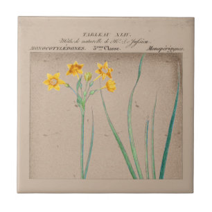 French Botanical Daffodil Illustration Tile
