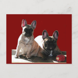 French Buldoggen Flo and Fips Postcard