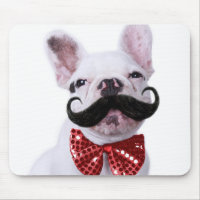 French Bull Dog Puppy With Moustache