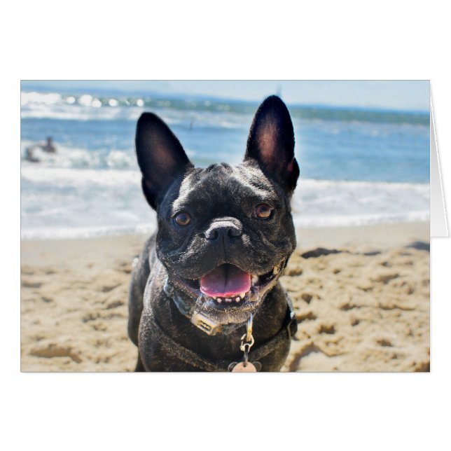 French Bulldog (Front Horizontal)