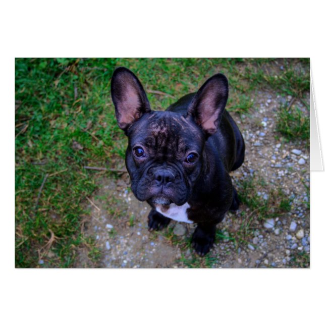 French Bulldog (Front Horizontal)