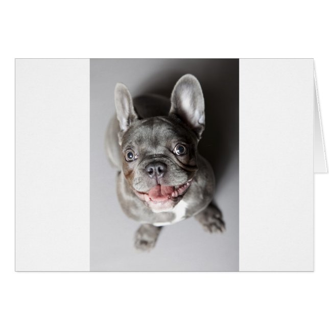 French bulldog (Front Horizontal)