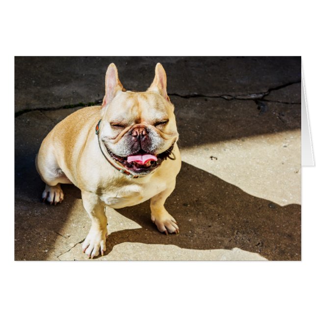 French Bulldog (Front Horizontal)