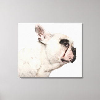 French Bulldog (4 years old) close-up Canvas Print