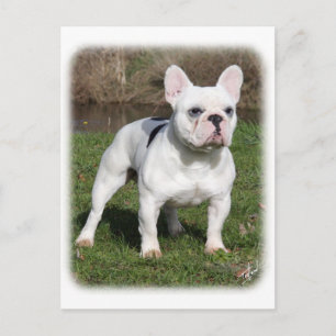 French Bulldog 9Y202D-134 Postcard