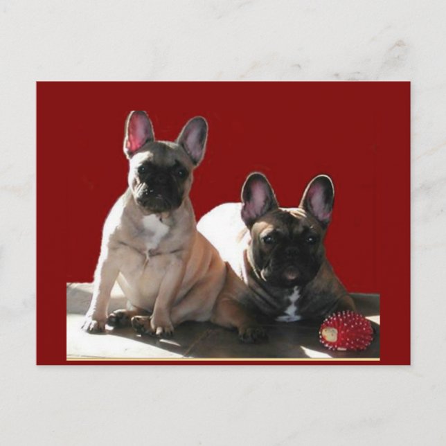 French Bulldog Birthday French Bulldog Postcard (Front)