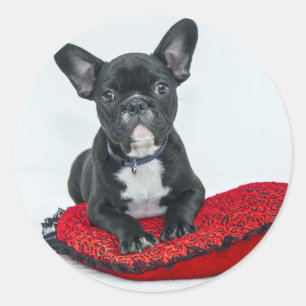 French Bulldog Black Pillow Photo Classic Round Sticker