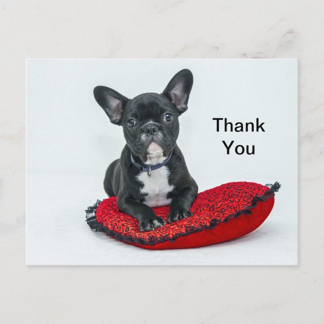 French Bulldog Black Pillow Photo Thank You Postcard (Front)