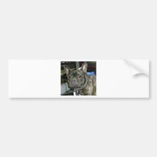 french bulldog brindle bumper sticker