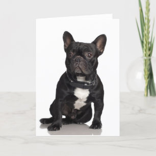 French Bulldog Card