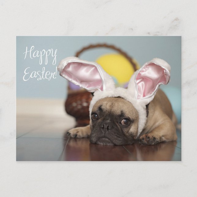 French Bulldog Easter Card! Holiday Postcard (Front)