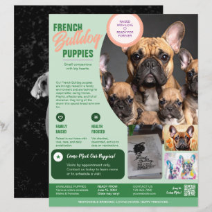 French Bulldog Flyer Purple