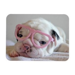 French Bulldog in Heart Glasses Magnet