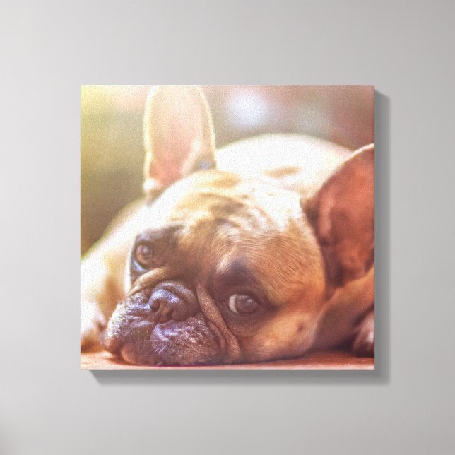 french bulldog laying canvas print (Front)