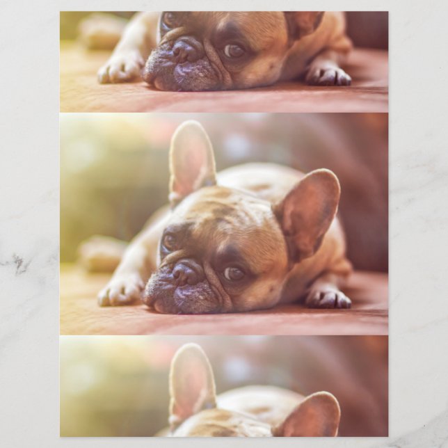 french bulldog laying flyer (Front)