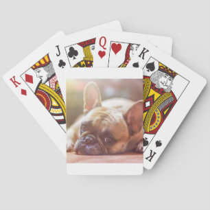 french bulldog laying playing cards