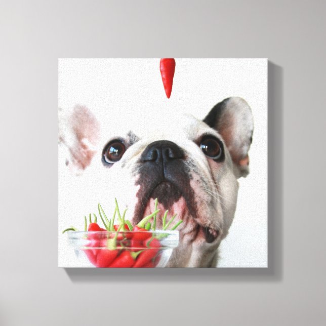 French Bulldog Looking At A Red Pepper Canvas Print (Front)