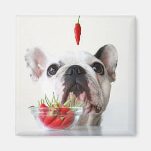 French Bulldog Looking At A Red Pepper Magnet