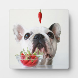 French Bulldog Looking At A Red Pepper Plaque