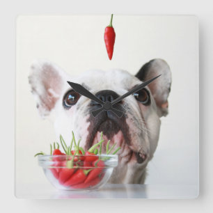 French Bulldog Looking At A Red Pepper Square Wall Clock
