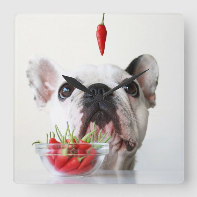 French Bulldog Looking At A Red Pepper Square Wall Clock (Front)