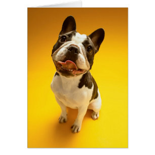 French Bulldog Looking Up