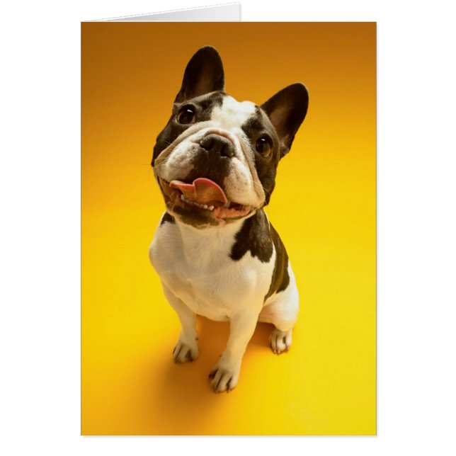 French Bulldog Looking Up (Front)