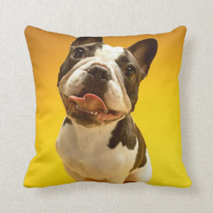 French Bulldog Looking Up Cushion