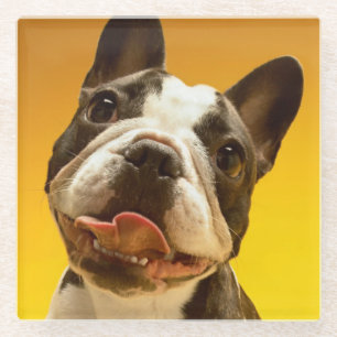 French Bulldog Looking Up Glass Coaster