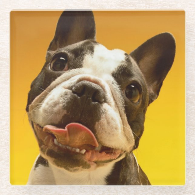 French Bulldog Looking Up Glass Coaster (Front)
