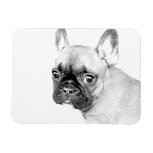 French Bulldog Magnet