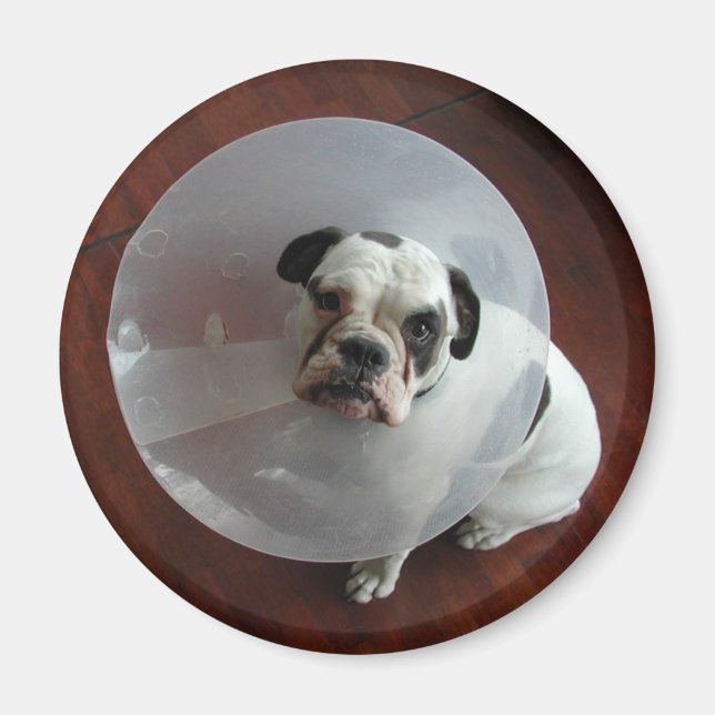 French Bulldog Magnet (Front)