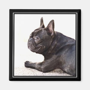 French Bulldog magnet