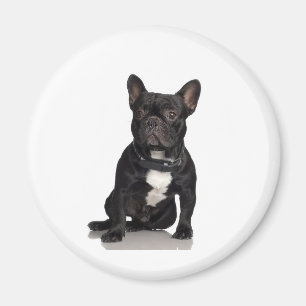 French Bulldog Magnet