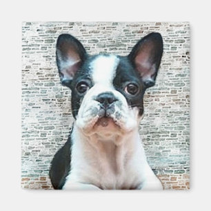 French Bulldog magnet