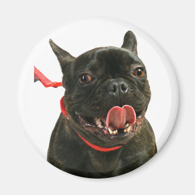 French Bulldog Magnet (Front)