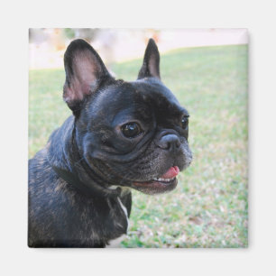 French Bulldog Magnet