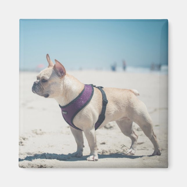 French Bulldog On Beach Magnet (Front)