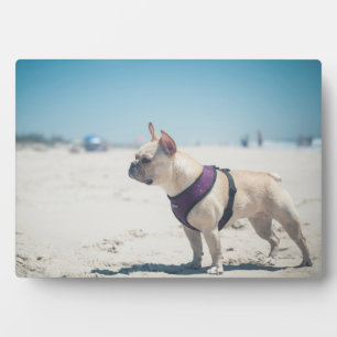 French Bulldog On Beach Plaque