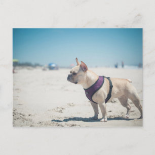 French Bulldog On Beach Postcard