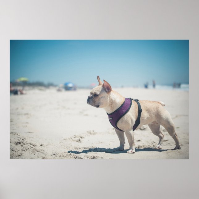 French Bulldog On Beach Poster (Front)