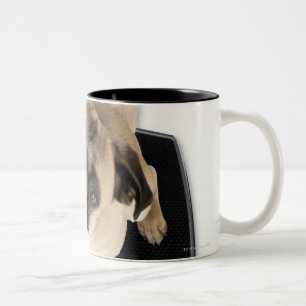 French bulldog on scales looking up at camera Two-Tone coffee mug