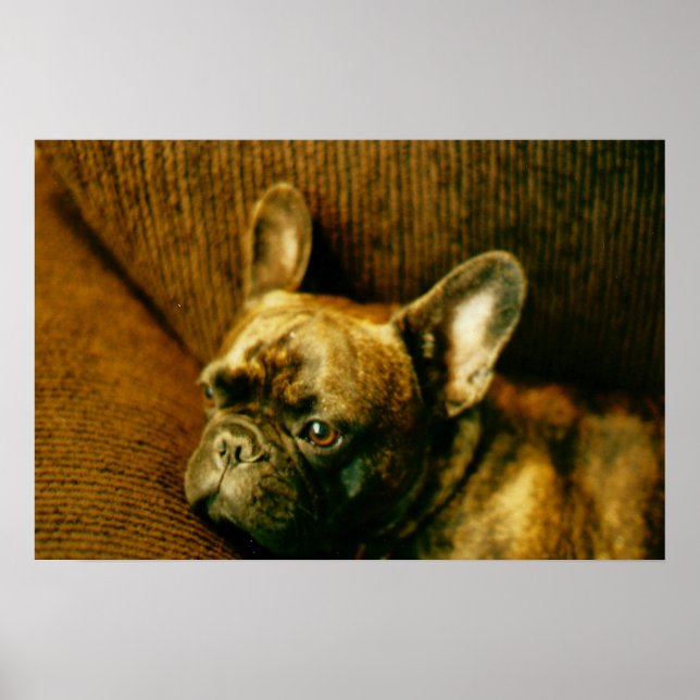 French Bulldog Photo Poster (Front)