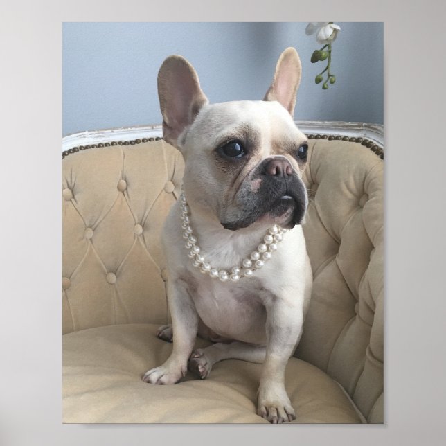 French Bulldog photos Poster (Front)