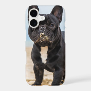 French Bulldog Playing in the Sand